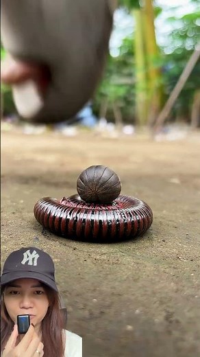 A THOUSAND LEGS AND FRIENDS ⁉️WAKE UP AND FLY 🫣