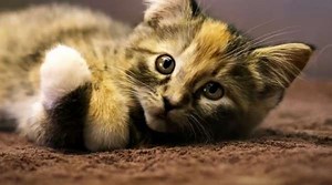 Conversing Kitten Campaigns