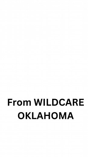 7.5K views · 162 reactions | WildCareOklahoma on Reels | Facebook