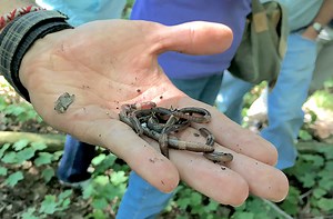 Invasive Jumping Worms | What Gardeners Need To Know | joegardener®