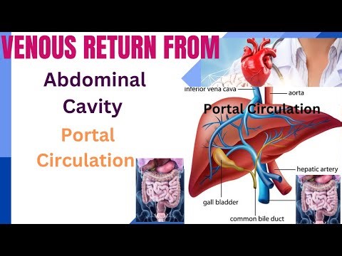 Portal Circulation in Liver l Portal venous channel l Venous blood return from Abdominal cavity l