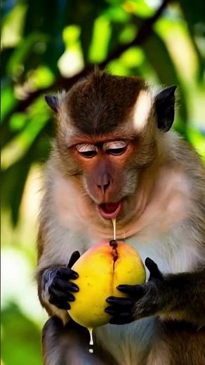 Funny Monkey Enjoys Juicy Mangoes | Cute Animal Eating Mango Compilation
