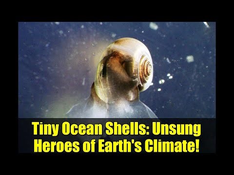 Tiny Ocean Shells: Unsung Heroes of Earth's Climate!