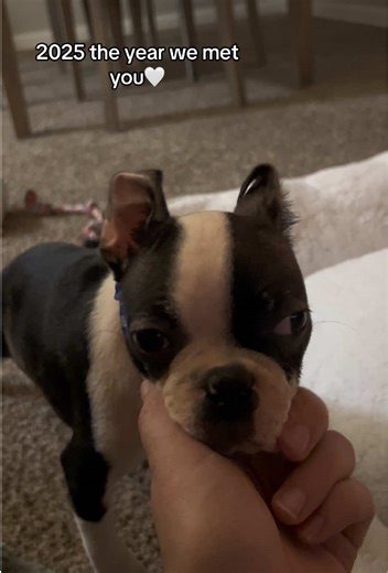 Boston Terrier: The Special Boy in Our Lives