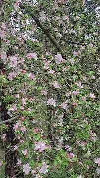 Wild apple: more than a fruit, a therapy! #naturopathy #discovery