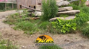 #ThatFeelingWhen: your friend reminds you that 'Park After Dark' is coming up THIS SATURDAY, August 7th!🌔 Park After Dark is a special opportunity to enjoy a one of a kind experience at Animal Adventure as animal behavior is very different than it is during a standard daytime visit.🌌 The park will close at 5pm on Saturday for staff prep and then re-open from 6-9pm with animal feeding, concessions, gem mining and our full gift shop all open for extended hours to maximize your adventure! Bao & M