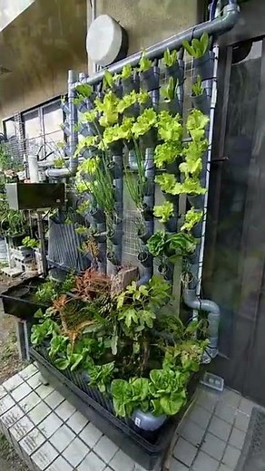 【軒下アクアポニックス】家の外壁を畑に変える家庭菜園【オーガニックな水耕栽培】