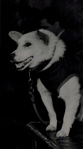 Sputnik 5 Sends Dogs to Space (August 19, 1960) #historyshorts #history #todayinhistory