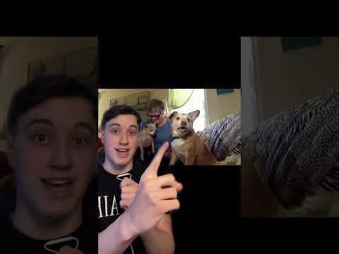 Experiments testing whether dogs defend their owners