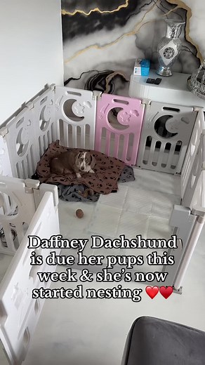 Daffney the Dachshund Nesting Ahead of Her Pups' Arrival