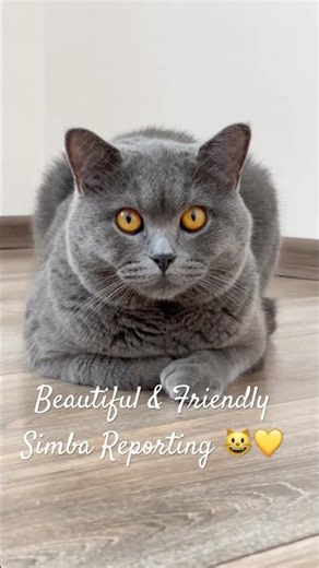 Beautiful Friendly Simba | Cute Cat Short That Will Melt Your Heart 😻🔥
