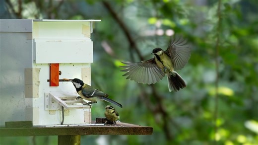 These Songbirds Learn More From Siblings Than From Parents