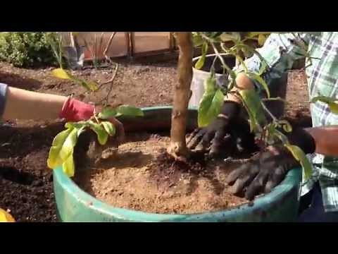 How to Repot a Citrus Tree | Sunset