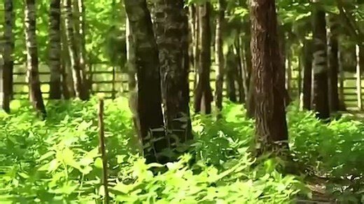 Видео Московский зоопарк | OK.RU