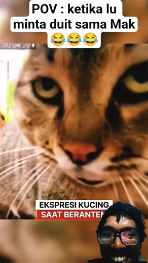 a funny cat expression😂😂