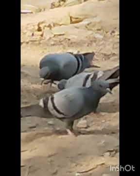 pigeon short video - pigeon video - pigeon sound - pigeon video short #pigeon pigeon fighting sound