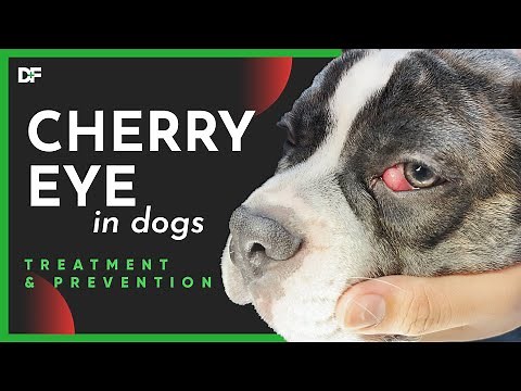 Cherry Eye In Dogs: Causes, Clinic Signs and Treatment