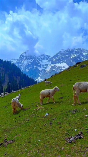 K A S H M I R ⛰️🥰#sonmarg #gulmarg #kashmir #kashmirtourism #reels