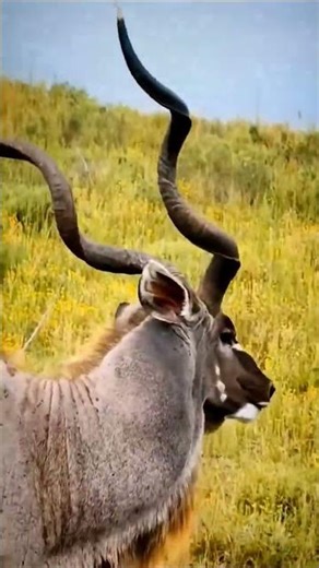Hunter Skills in the African Bush 😱Unbelievable Raw Survival: Sneaking up on a giant beast! #shorts