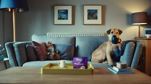 Tetley British Blend Premium Decaf Black Tea, Decaffeinated Tea, 40 Teabags (Pack of 6), Rainforest Alliance Certified