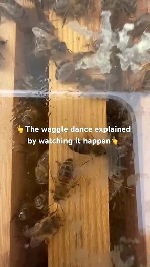 The Waggle Dance Explained by Watching It Happen | Educational Nature Video | Honey Bees
