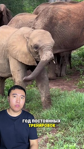 Exploring Majestic Elephants