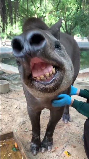 Tapir: The Gardener of the Jungle | Amazing Animal Facts #reels #facts