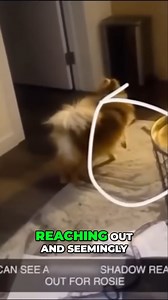 Spooky Shadow Terrifies Dog! 😱 | Slapped Ham