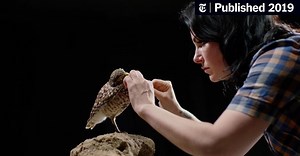 ‘Stuffed’ Review: There’s Artistry in That Plumage