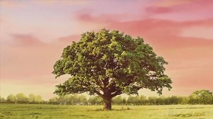 Na miłość nie ma recepty - 73 - video Dailymotion