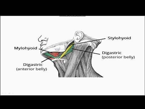 Submandibular Region Lecture - Submandibular Gland, Submandibular Ganglion, Sublingual Gland