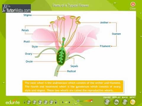 Morphology Of Flowering Plants