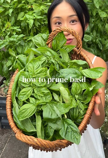 How to Prune Basil for a Bushier Plant | Endless Basil Supply