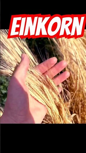 Einkorn wheat from 200 seeds