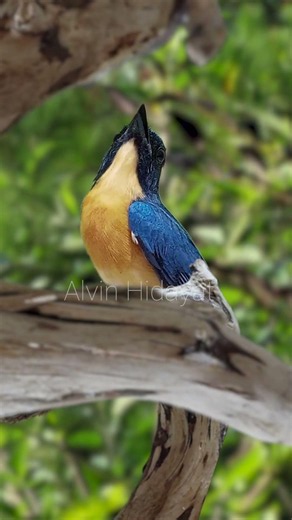 Most Beautiful Birdsong #birdsong