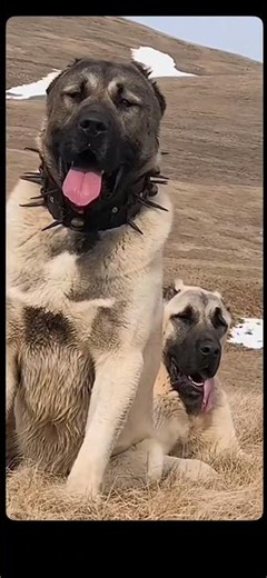 The Kangal: Turkey's Most Powerful Guardian Dog 🐺