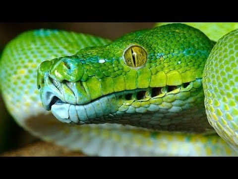 Want a Tame Green Tree Python? Do This