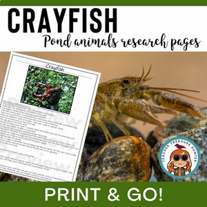 Crayfish nonfiction article pond animal research page for reading and writing
