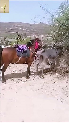 Horse’s First Meeting With a Donkey Turns Into a Curious Encounter #horsebreeding #horse #horselife