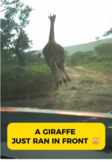 REAL SAFARI RALLY MOMENT 🦒 A giraffe running in front of the car… and then the rally drivers react 😳🔥 Safari Rally Kenya is on another level. #SafariRallyKenya #WRC #KenyaTikTok #SafariRally #RallyKenya