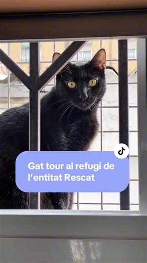 @rescat.asociacion.animalista és una de les desenes d’entitats de Barcelona que cuiden i donen una segona oportunitat als gats abandonats i de carrer de la ciutat. 🙌🏼 En el seu cas, treballen al districte de Nou Barris📍. La Pepi Fuentes, la seva presidenta, ens ha obert les portes del seu refugi felí perquè us el puguem ensenyar i perquè si esteu pensant en adoptar un gatete, els aneu a veure! 🐈🐈‍⬛ Segur que qualsevol dels mitxis que allà esperen una nova família us enamoraran! 🧡 #gat #gat