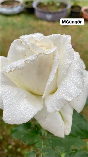 How to Propagate Roses Easily (Step by Step)