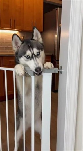 Jailbreak Fail #funny #pet