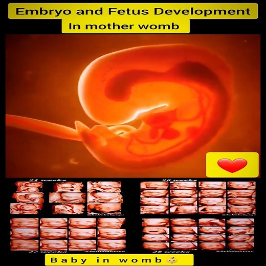 Embryo and Fetal Development in mother's womb 👶 -- Baby Development in mother tummy 👶❤️ | Awesome For Kids