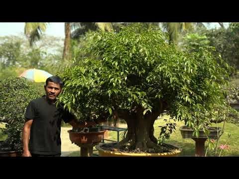 Bonsai Wiring Techniques Explained | Expert Tips from Robbie (Indonesia)