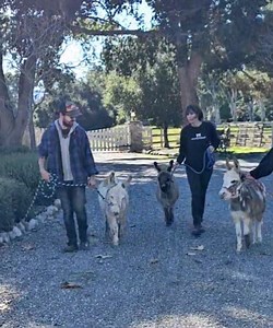 38K views · 1.7K reactions | Donkey halter training! | "Seein' Spots Farm" miniature donkeys | Facebook