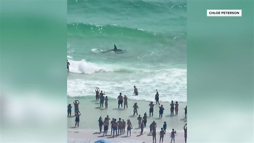 Video: Shark and Stingray Battle in Shallow Water