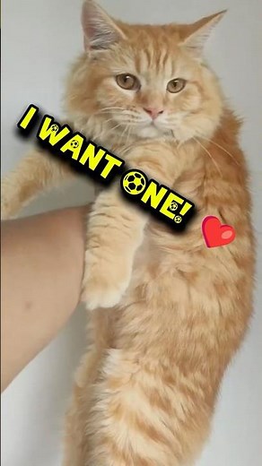🥹 Top 5 Cutest Orange Cats in the World — #1 Is Everyone's Favorite! 🐱🧡
