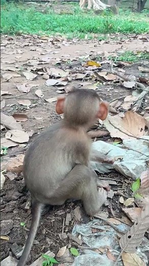Viral Monkey Moment: You’ve Never Seen Anything Like This Before!