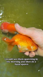 My goldfish laid eggs, what happens next?